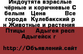 Индоутята взраслые чёрные и коричневые С белым › Цена ­ 450 - Все города, Кулебакский р-н Животные и растения » Птицы   . Адыгея респ.,Адыгейск г.